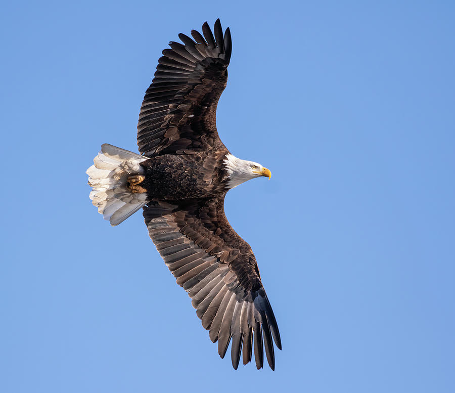 Bald Eagle 2019-20-1 Photograph by Thomas Young