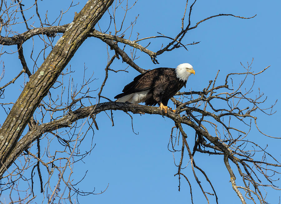 Bald Eagle 2019-21 Photograph by Thomas Young