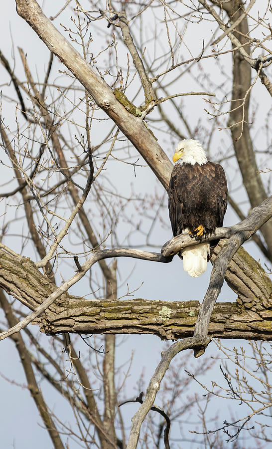 Bald Eagle 2021-1 Photograph by Thomas Young