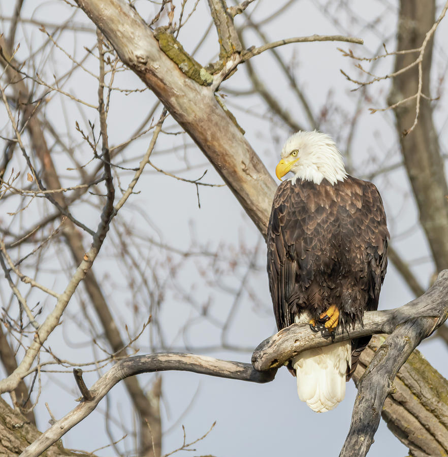Bald Eagle 2021-2 Photograph by Thomas Young