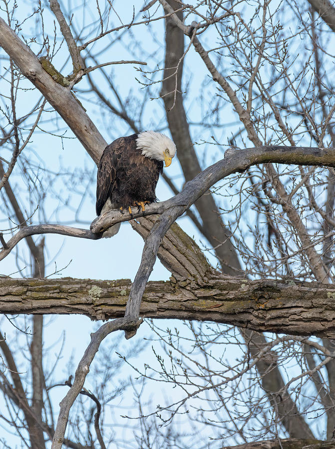 Bald Eagle 2021-3 Photograph by Thomas Young