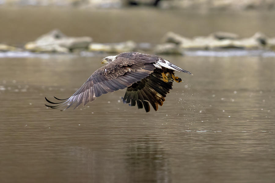 Bald Eagle - 2021021608 Photograph by Mike Timmons - Fine Art America