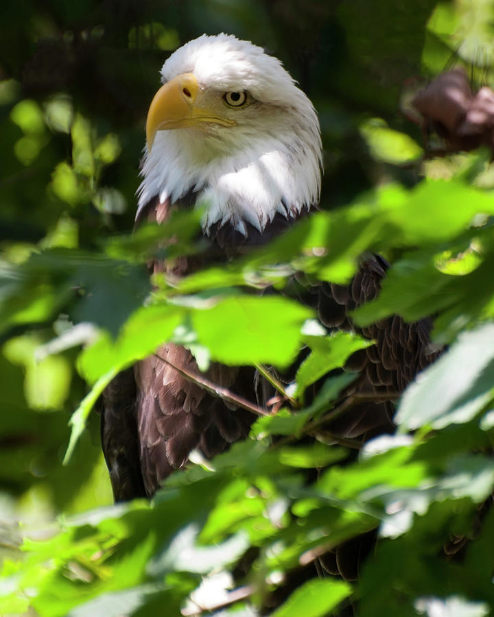 Eagle Photograph - Bald Eagle 22 by Flees Photos