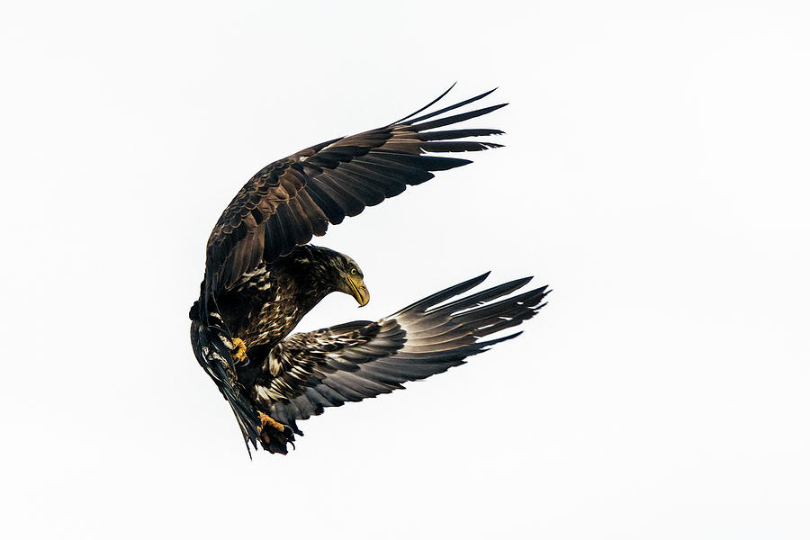 Bald Eagle 2372-021321-2 Photograph by Tam Ryan