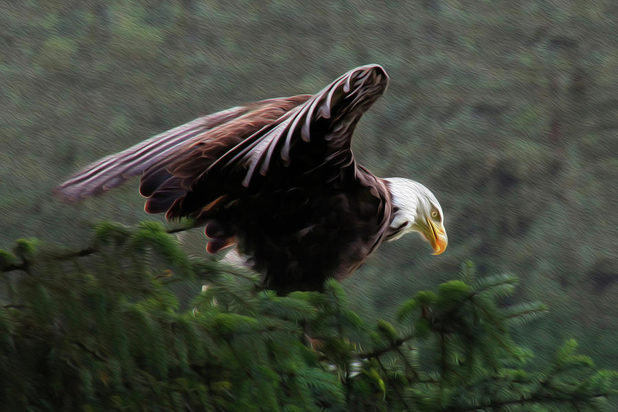 Bald Eagle 2C Photograph by Sally Fuller