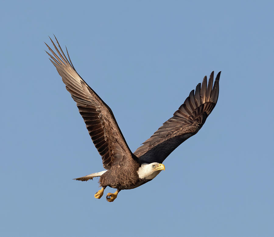 Bald Eagle 3 Photograph by Mario Labado Bald Eagle 3 Photograph by Mario Labado