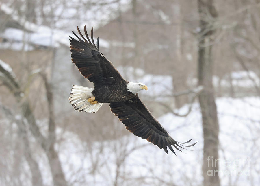 Bald Eagle #3 Photograph by Paula Guttilla