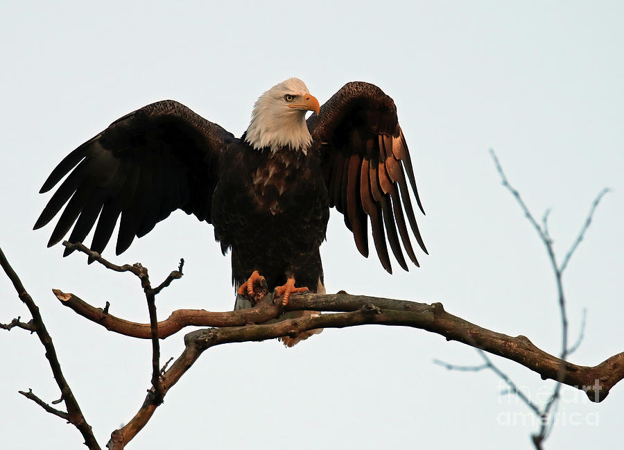 Bald Eagle 34 Photograph by Steve Gass - Pixels