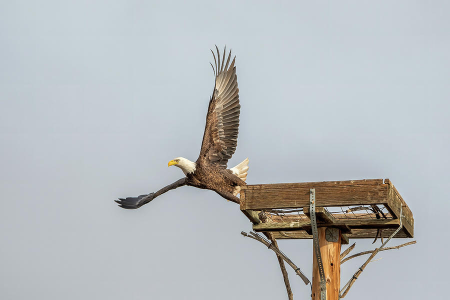 Eagle Photograph - Bald Eagle 3565-012224 by Tam Ryan