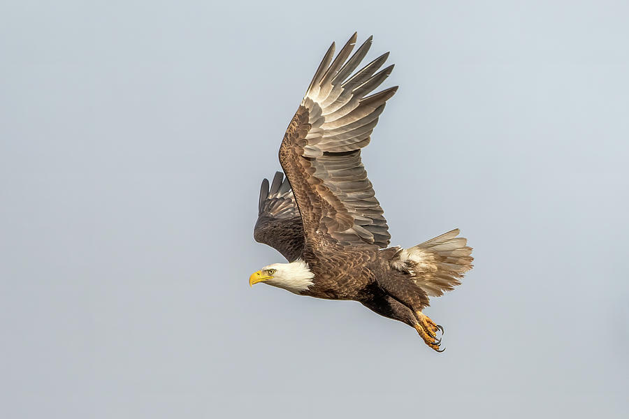Eagle Photograph - Bald Eagle 3567-012224 by Tam Ryan