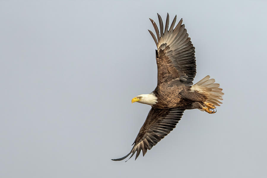 Eagle Photograph - Bald Eagle 3568-012224 by Tam Ryan