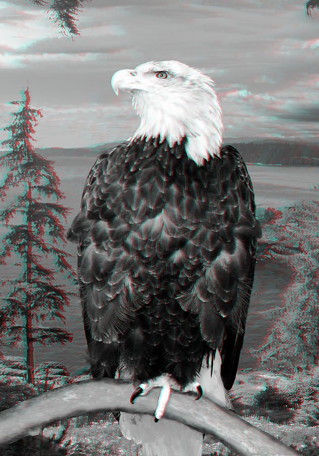 Bald Eagle 3D Anaglyph Photograph by Peter J Sucy