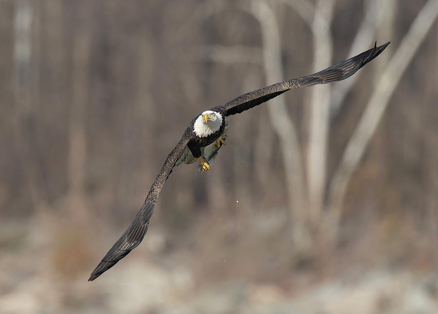 Bald Eagle #41 Photograph by Wade Aiken