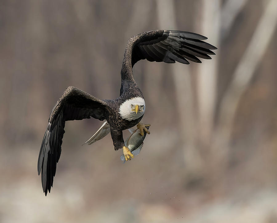 Bald Eagle #42 Photograph by Wade Aiken