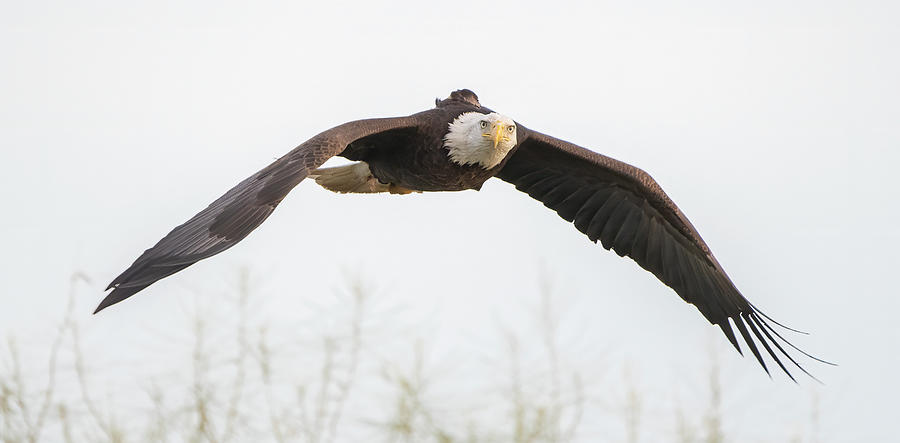 Eagle Photograph - Bald Eagle 4601-020524-2 by Tam Ryan