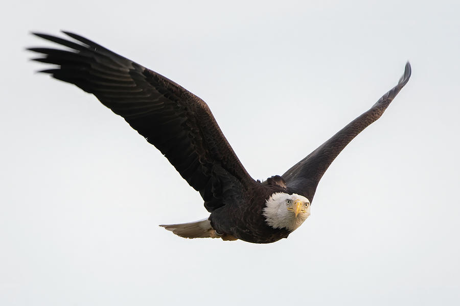 Eagle Photograph - Bald Eagle 4602-020524-2 by Tam Ryan