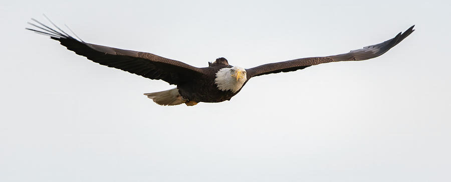 Eagle Photograph - Bald Eagle 4603-020524 by Tam Ryan