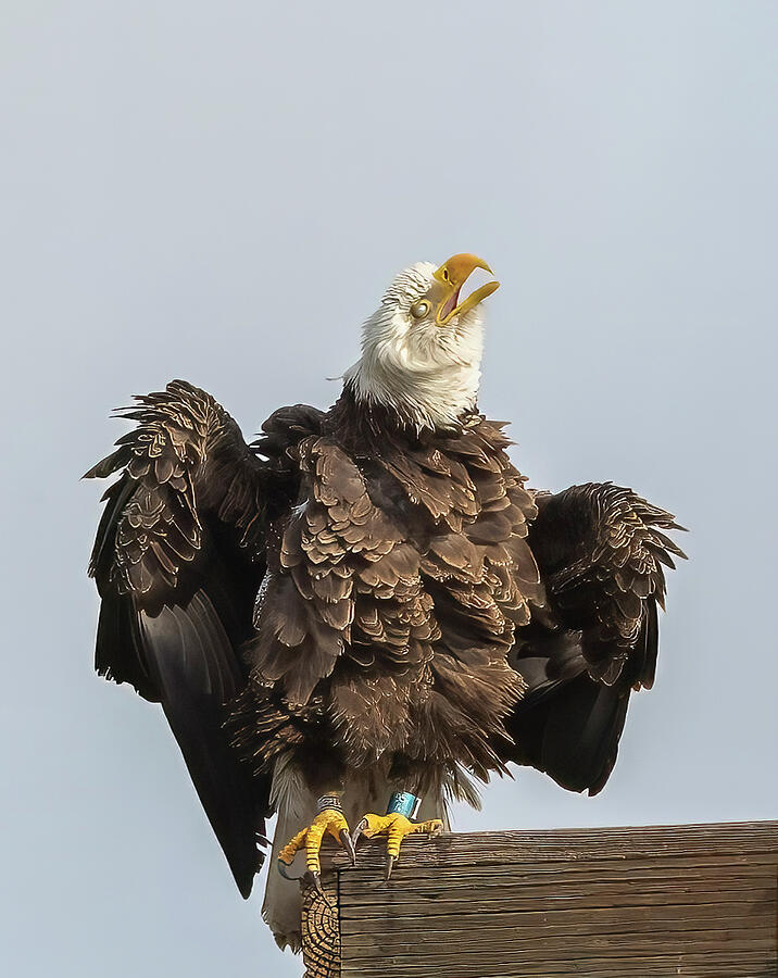 Nature Photograph - Bald Eagle 4833-020824-2 by Tam Ryan