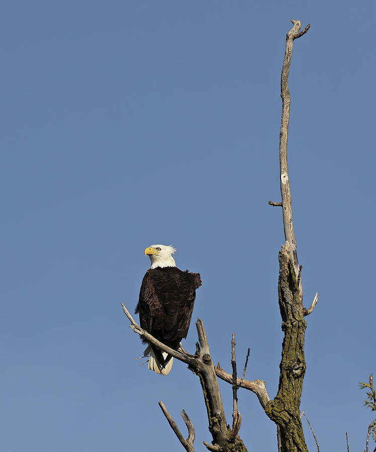 Bald Eagle 495, Indiana Photograph By Steve Gass - Fine Art America