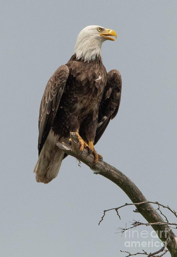 Bald Eagle - 6 Photograph by David Bearden