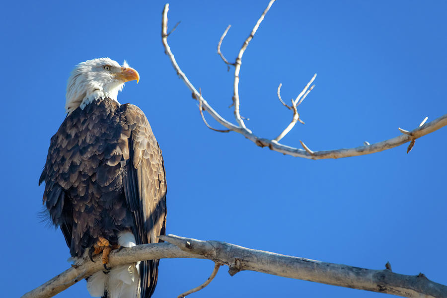 Bald Eagle 6 by Michael Chatt Bald Eagle 6 by Michael Chatt