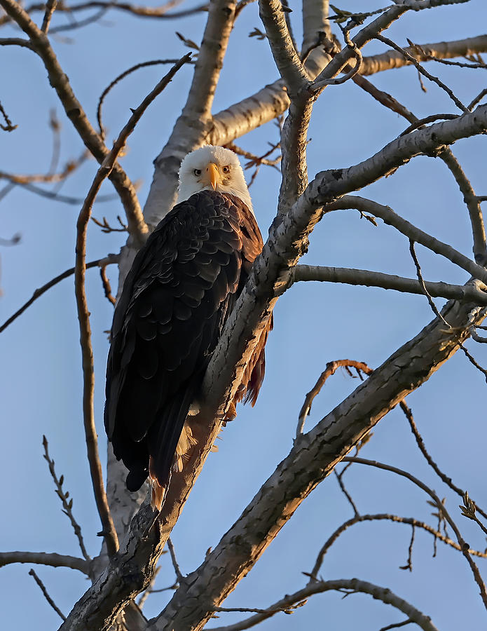 Bald Eagle 641, Indiana Photograph by Steve Gass - Fine Art America