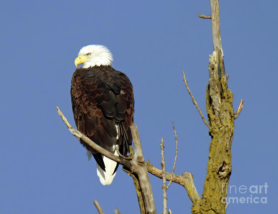 Bald Eagle 66, Indiana Photograph by Steve Gass - Fine Art America