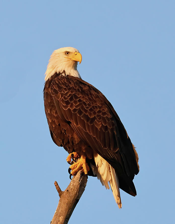 Bald Eagle 715, Indiana Photograph by Steve Gass - Fine Art America