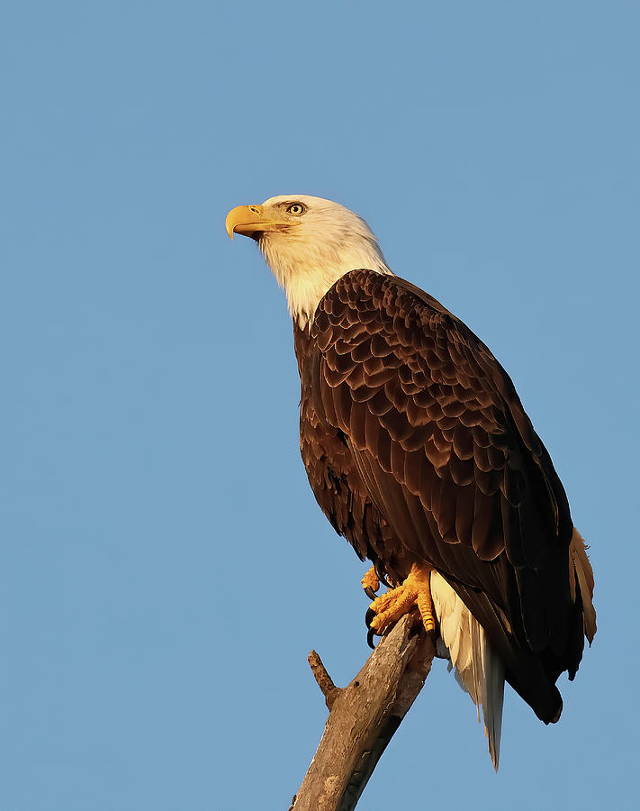 Bald Eagle 749, Indiana Photograph by Steve Gass - Fine Art America