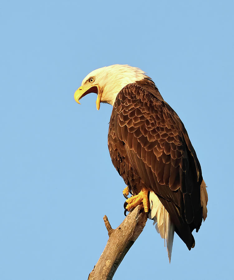 Bald Eagle 756, Indiana Photograph by Steve Gass - Fine Art America