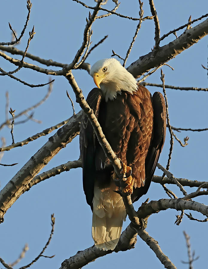 Bald Eagle 776, Indiana Photograph by Steve Gass