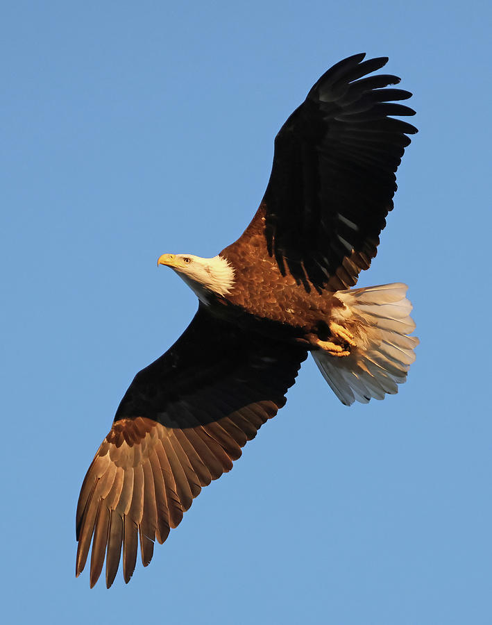 Bald Eagle 792, Indiana Photograph by Steve Gass - Fine Art America