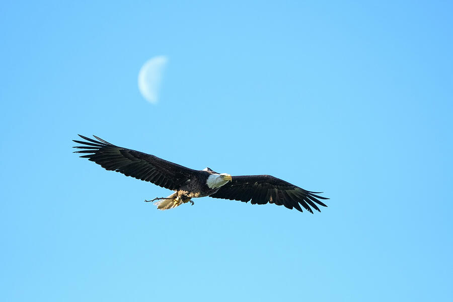 Nature Photograph - Bald Eagle 8349-030324-2 by Tam Ryan