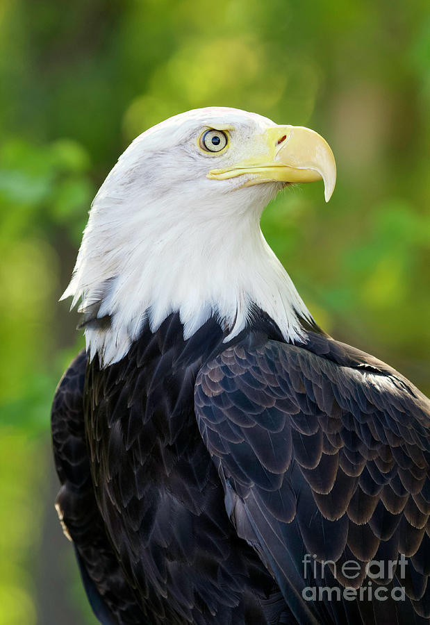 Bald Eagle #9 Photograph by Shirley Dutchkowski