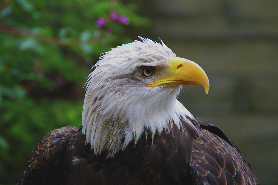 Bald Eagle A Symbol Of Freedom Photograph By Sherri Leath Pixels   Bald Eagle A Symbol Of Freedom Sherri Leath 