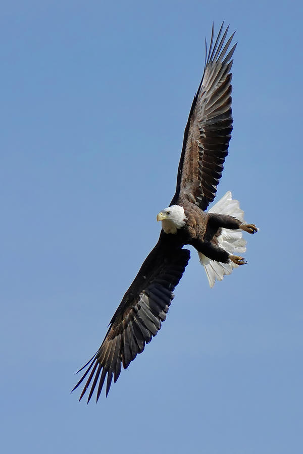 Bald Eagle Acrobatics Photograph by Michael B Smith - Fine Art America