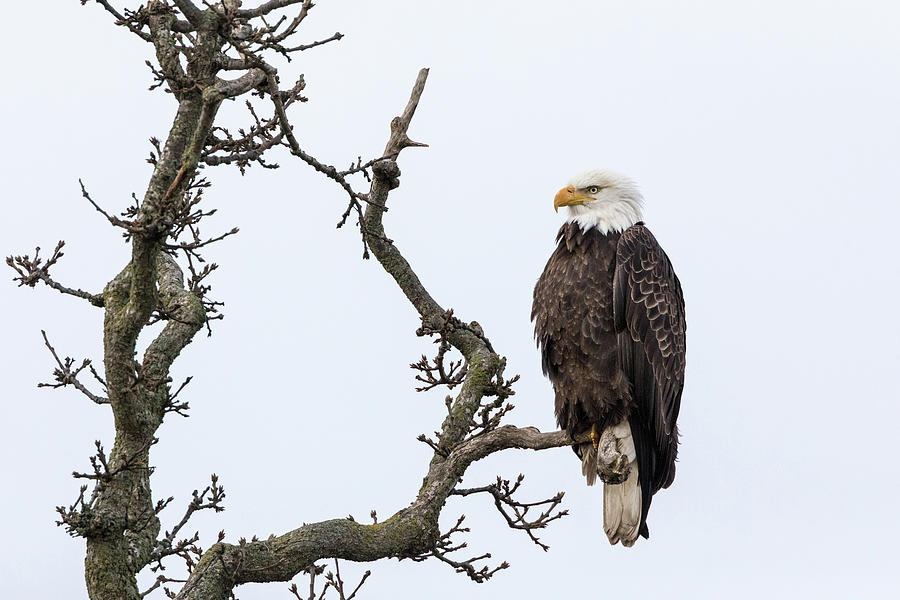 Bald Eagle Adult Perched Photograph by Michael Russell