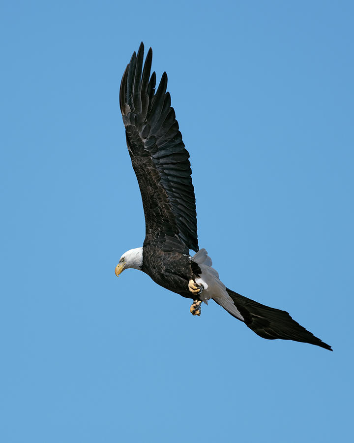 Bald Eagle After Takeoff Photograph