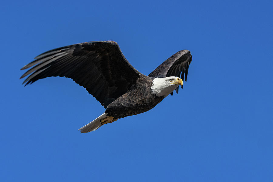 Bald Eagle Against a Clear Blue Sky Photograph by Tony Hake
