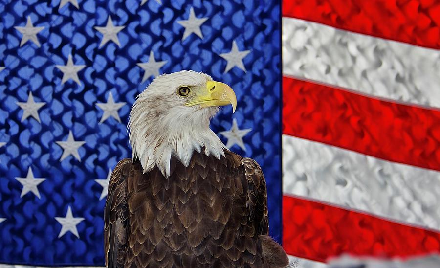 Bald Eagle Against American Flag Photograph By Richard Neville Fine Art America