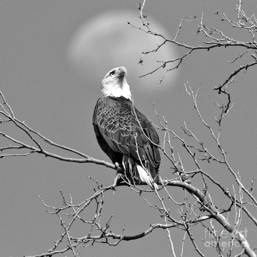 Bald Eagle Against The Moon Black And White Photograph by Adam Jewell