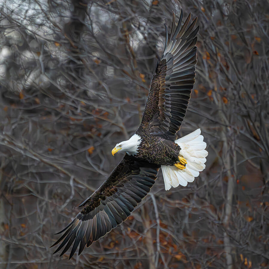 Bald Eagle Photograph by Alan Moore Bald Eagle Photograph by Alan Moore