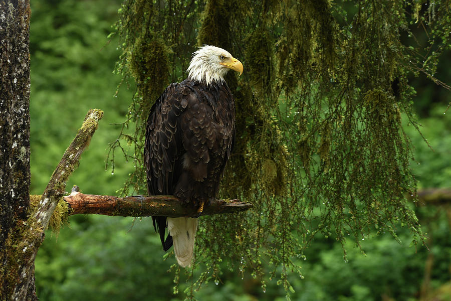 Bald Eagle Alaska Photograph by Joy McAdams