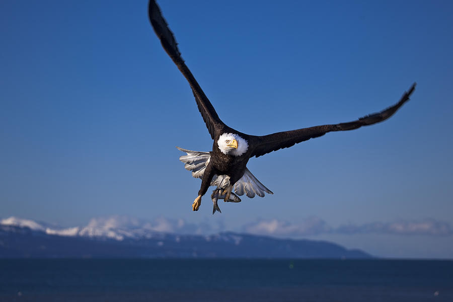 Bald Eagle Photograph by Alaska Photography