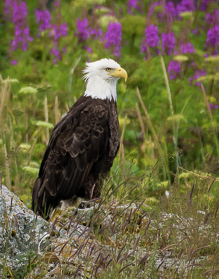 Bald Eagle Alaska by William Christiansen Bald Eagle Alaska by William Christiansen