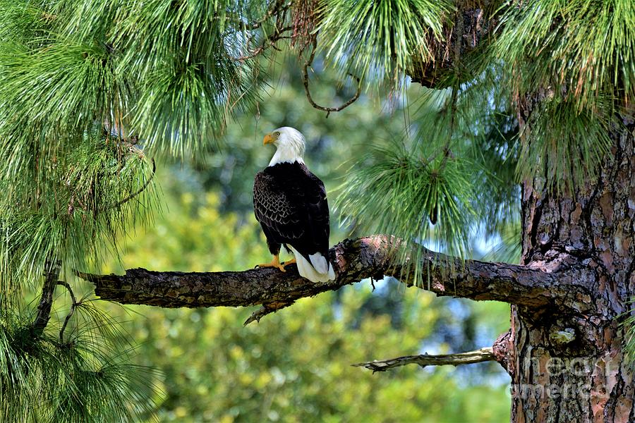 Bald Eagle American Symbol Photograph by Julie Adair