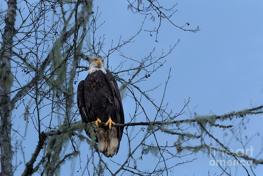 Wildlife Photograph - Bald Eagle among Tree Branches on Skagit River by Nancy Gleason