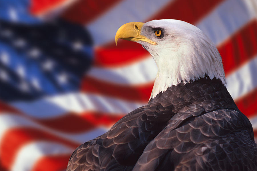 Bald eagle and american flag Photograph by Comstock