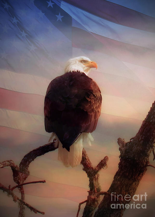 Bald Eagle and American Flag Soft Light Photograph by Stephanie Laird