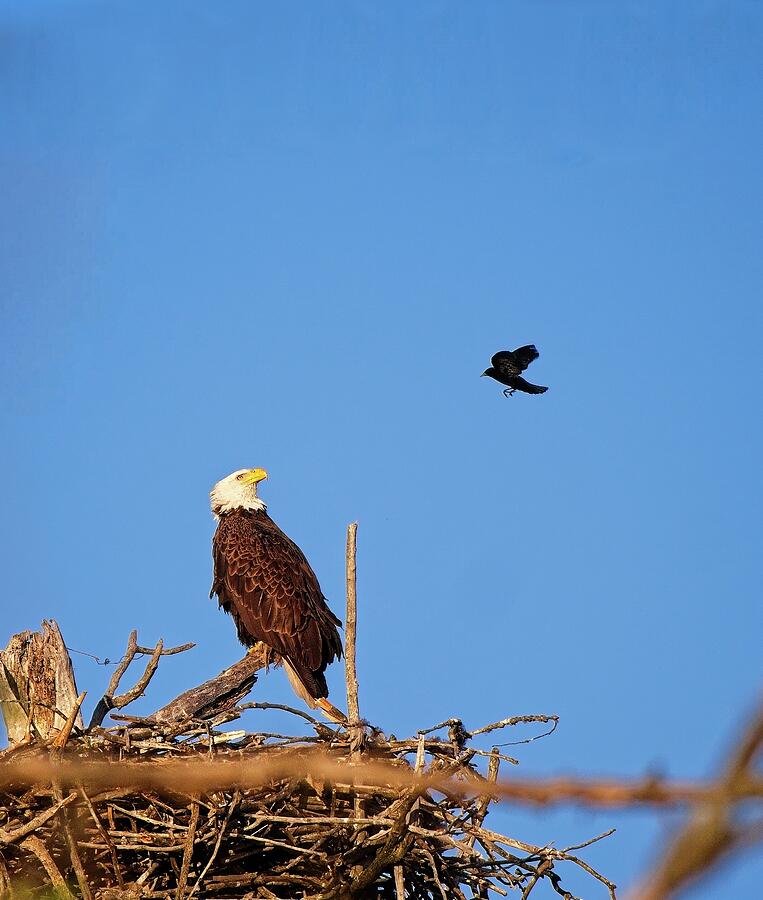 Bald Eagle and Blackbird, UW Arboretum, Madison, WI Photograph by Steven Ralser